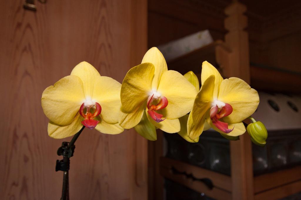Oberlechnerhof Bed & Breakfast Rasun di Sopra Luaran gambar